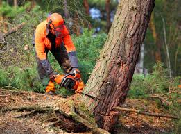 How Our Tree Care Process Works  in Leon, IA